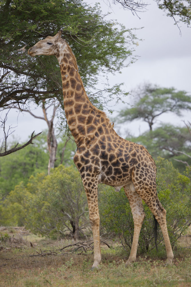 Giraffe Kruger Dec 2024.jpg